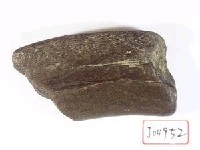 藏品(動物骨化石)的圖片